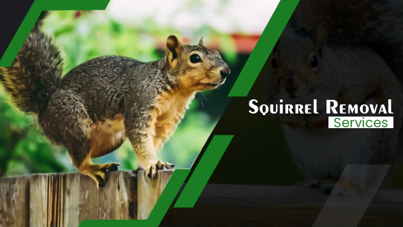 squirrel removal services